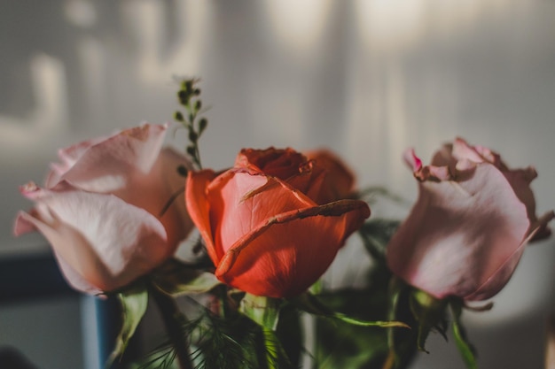 Close-up di rose all'interno