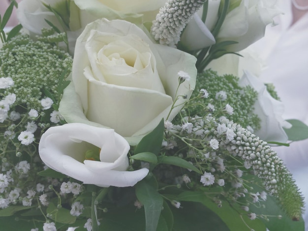 Close-up di rose bianche
