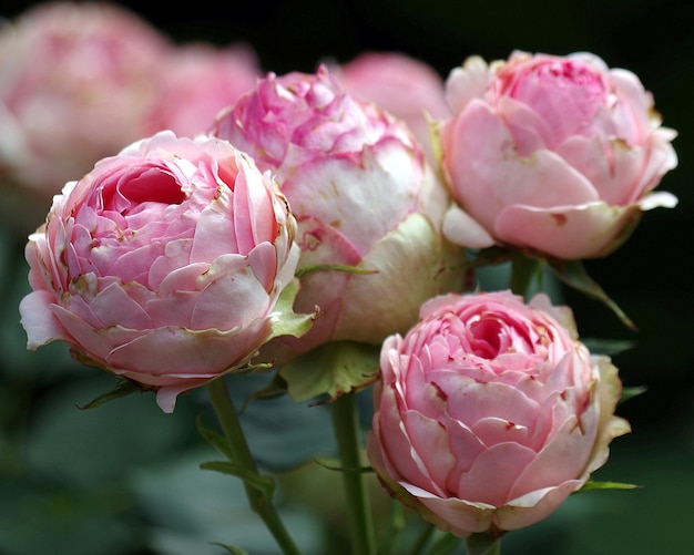 Close-up di rose rosa che crescono all'aperto