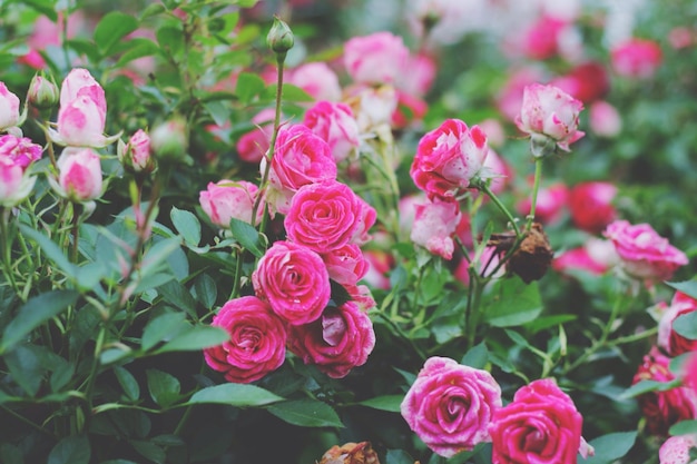 Close-up di rose rosa in fiore all'aperto