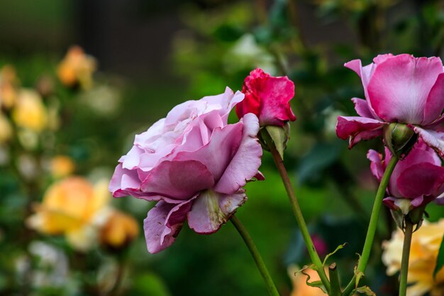 Close-up di rose rosa in fiore all'aperto