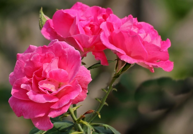Close-up di rose rosa in fiore all'aperto