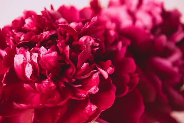 Close-up di rose rosa