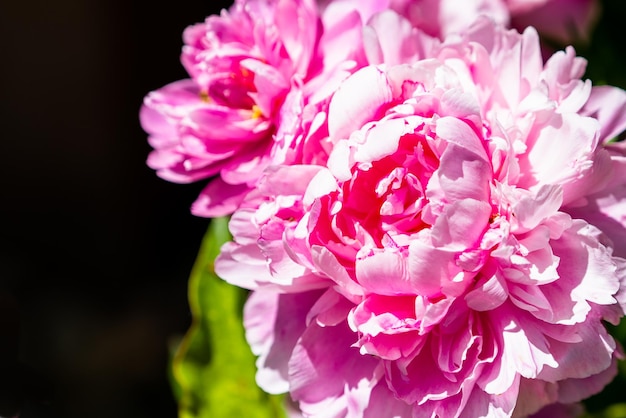 Close-up di rose rosa