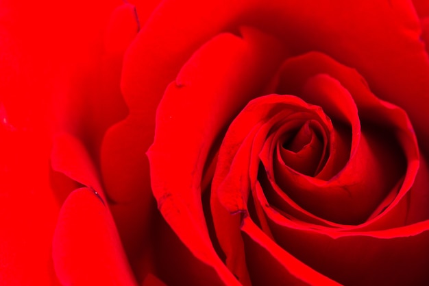 Close-up di rose rosse su sfondo bianco.