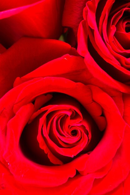 Close-up di rose rosse su sfondo bianco.