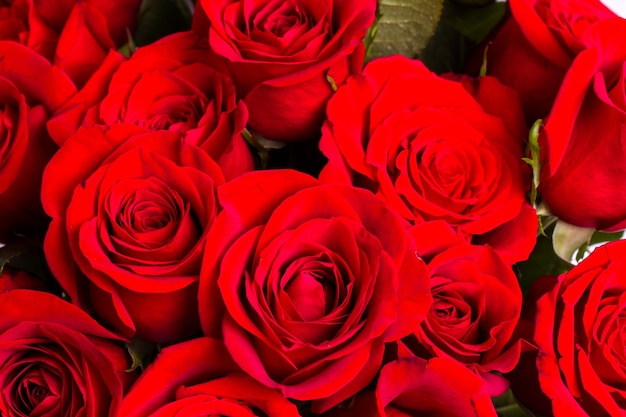 Close-up di rose rosse su sfondo bianco.