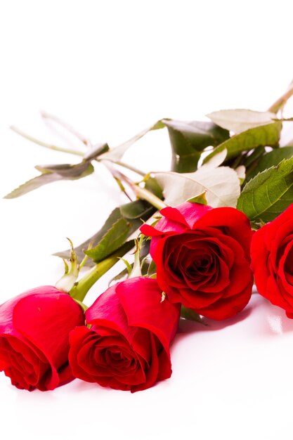 Close-up di rose rosse su sfondo bianco.
