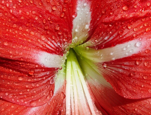 Close-up di rosso Amaryllis fiore