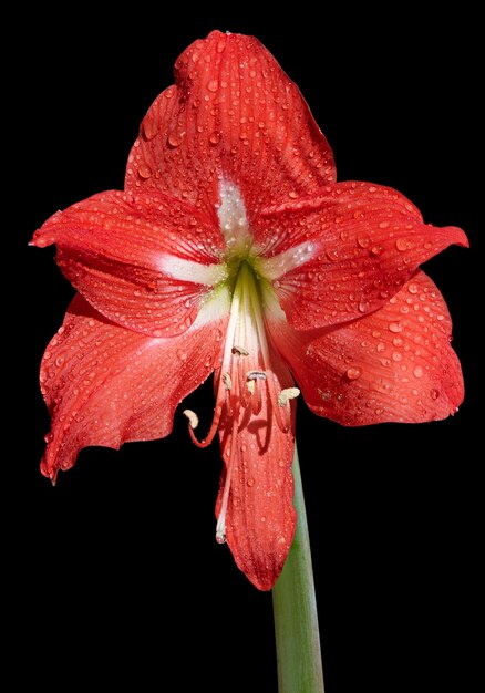 Close-up di rosso Amaryllis fiore