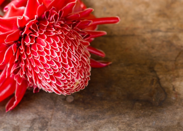 Close-up di rosso Etlingera elatior fiore.