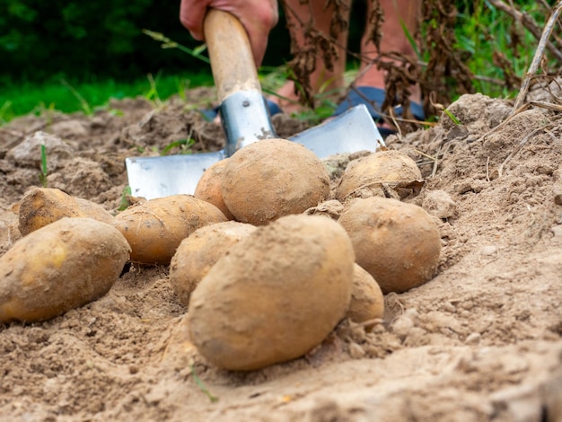 Close-up di scavare patate con una pala nel campo. Il concetto di raccolta. Vista laterale, focus sulle patate