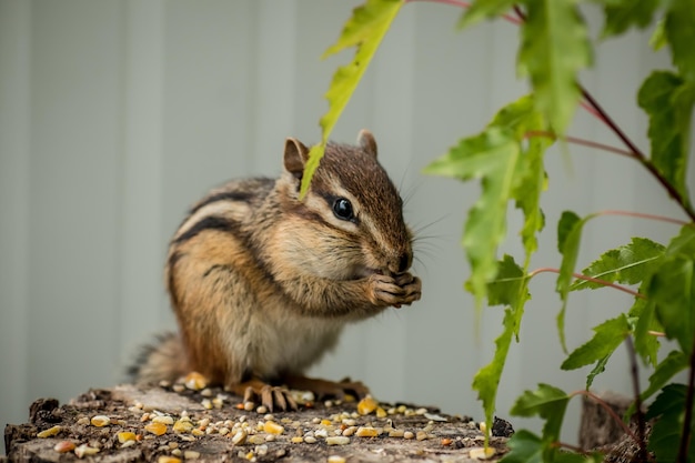 Close-up di scoiattoli che mangiano semi sul legno