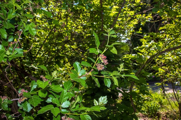 Close-up di sumac profumato in primavera nome latino Rhus Aromatica Sumac cresce in subtropicali