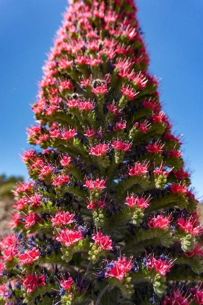 Close-up di tajinaste rojo o bugloss rosso Fiore di torre esotico con fiori blu o viola e rossi