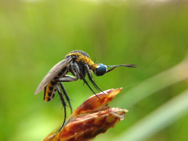 Close-up di toxophora sulla pianta
