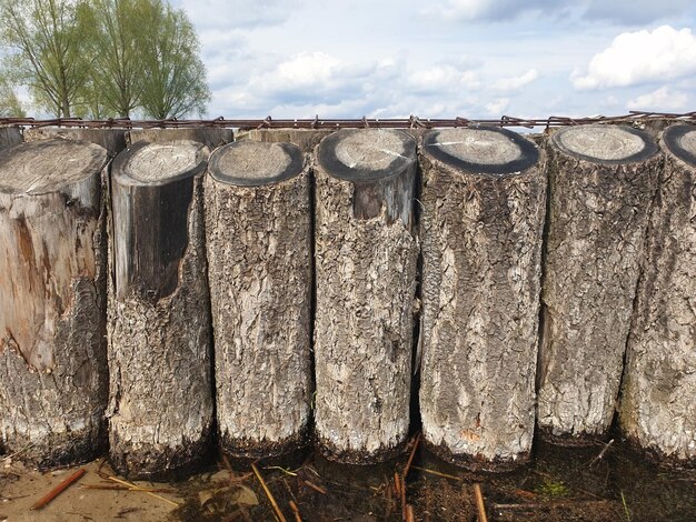 Close-up di tronchi di legno tagliati con la loro corteccia lasciata piantata profondamente nell'acqua su una spiaggia