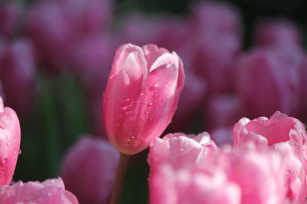 Close-up di tulipani rosa nel parco