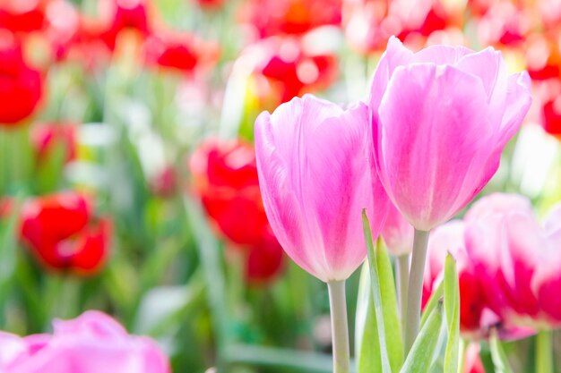 Close-up di tulipani rosa