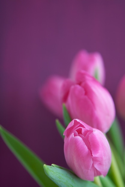 Close-up di tulipani rosa