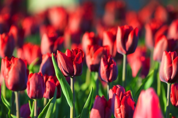 Close-up di tulipani rossi in fiore all'aperto