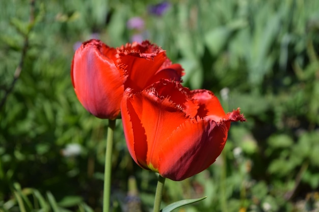 Close-up di tulipani rossi