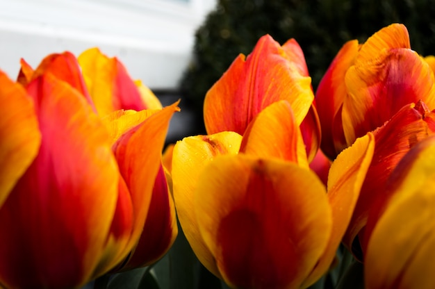 Close-up di tulipani