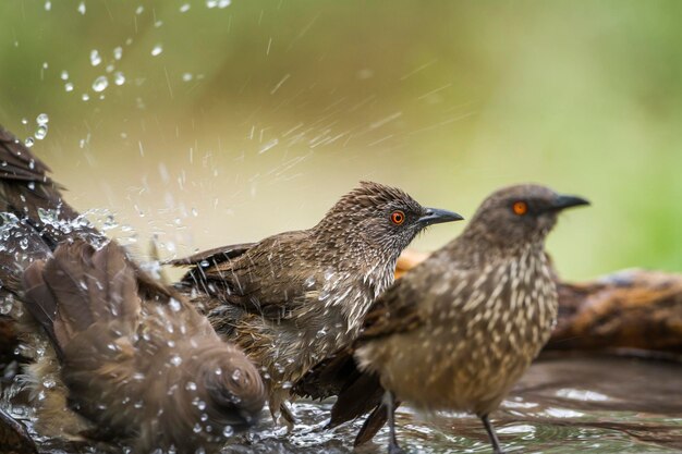 Close-up di uccelli appoggiati su un'acqua