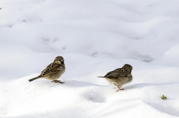 Close-up di uccelli sulla neve