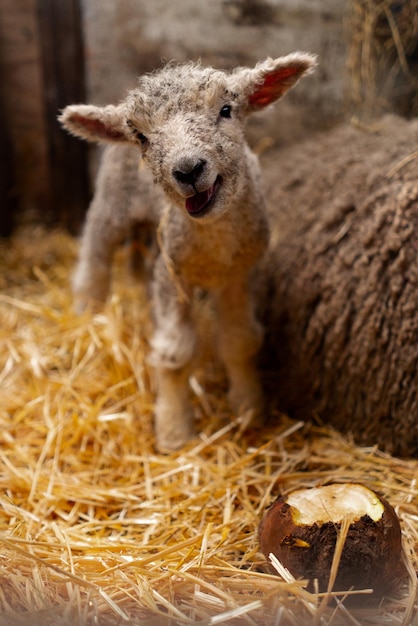 Close-up di un agnello carino sul fieno