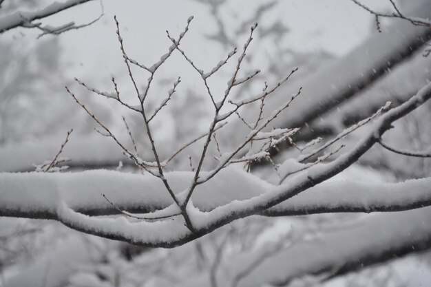 Close-up di un albero coperto di neve