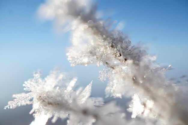 Close-up di un albero da fiore congelato contro il cielo