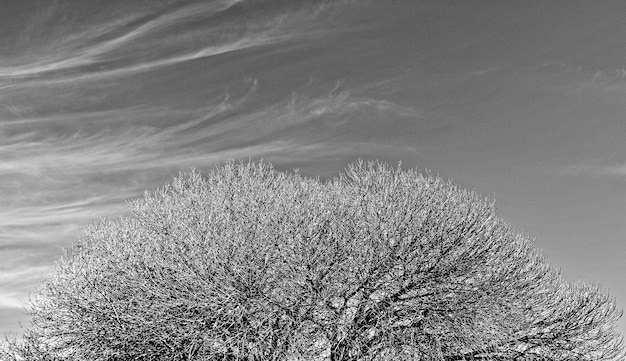 Close up di un albero sfrondato monocromatico