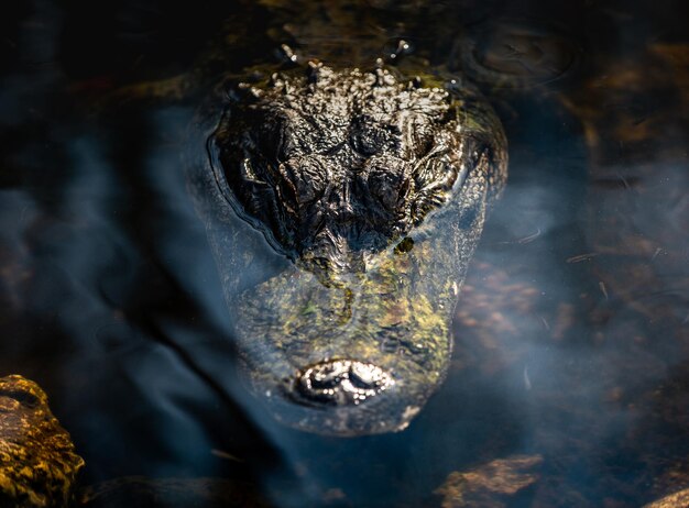 Close-up di un alligatore che nuota in un lago