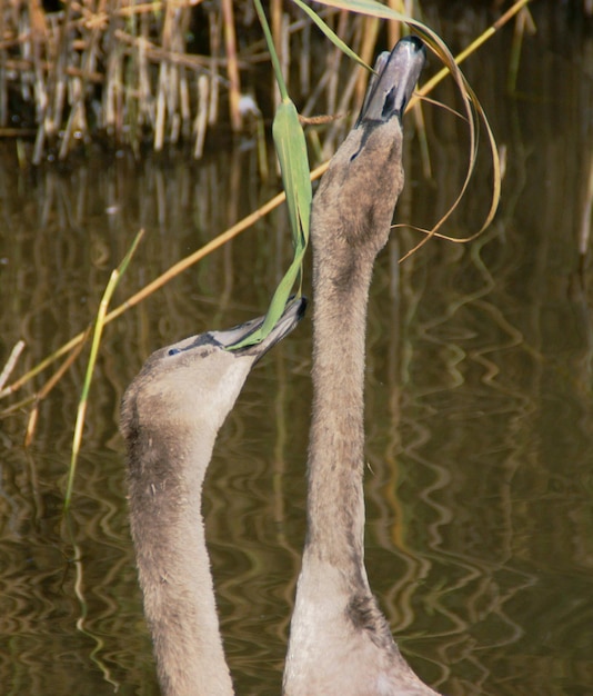 Close-up di un'anatra nel lago