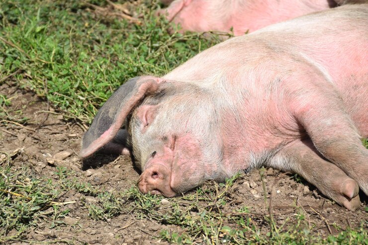 Foto close-up di un animale addormentato