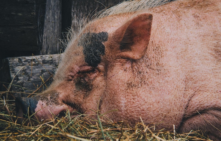 Foto close-up di un animale in riposo