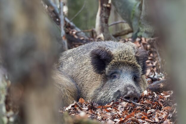 Close-up di un animale sul campo