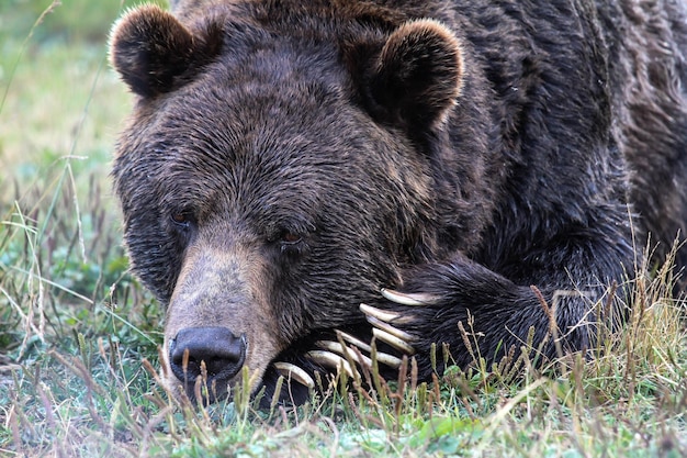 Close-up di un animale