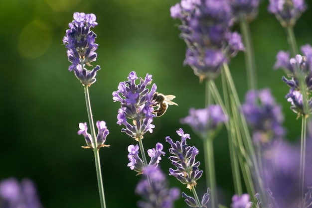 Close-up di un'ape che impollina la lavanda