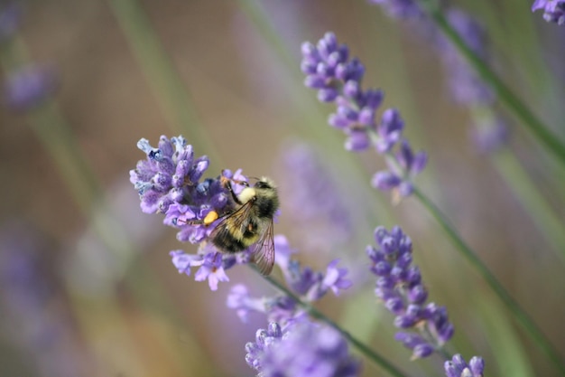 Close-up di un'ape che impollina un fiore di lavanda