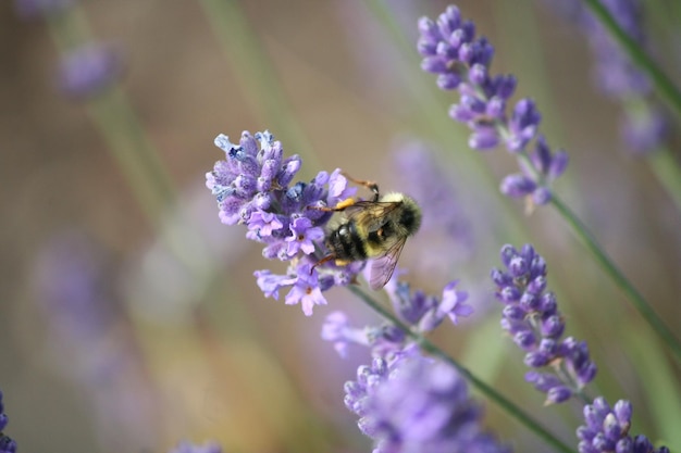 Close-up di un'ape che impollina un fiore di lavanda