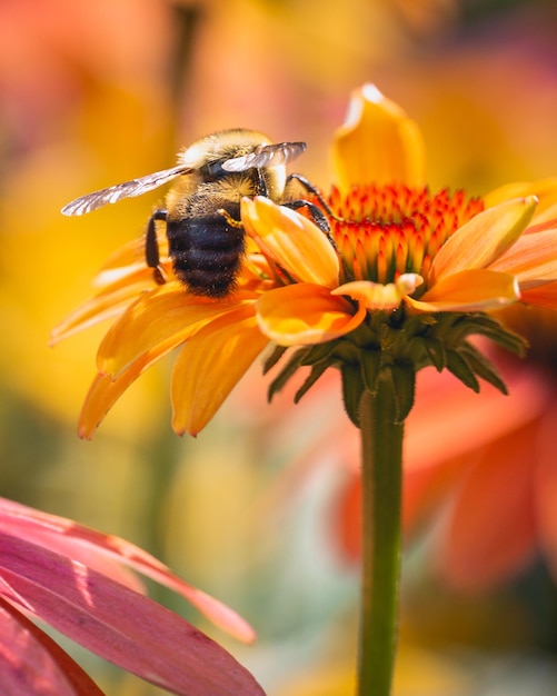 Close-up di un'ape che impollina un fiore giallo