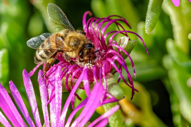 Close-up di un'ape che impollina un fiore rosa