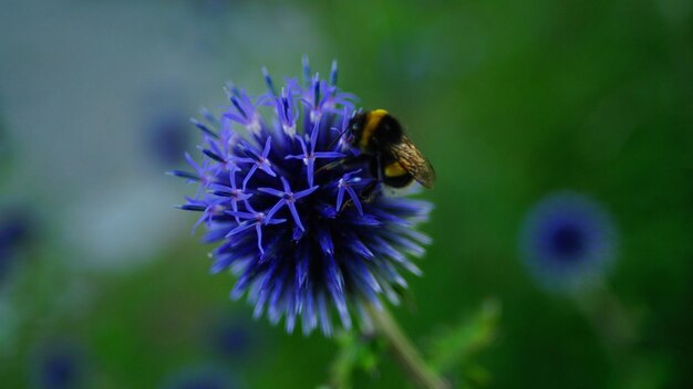 Close-up di un'ape che impollina un fiore viola