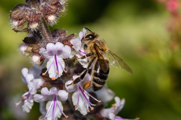 Close-up di un'ape che impollina un fiore