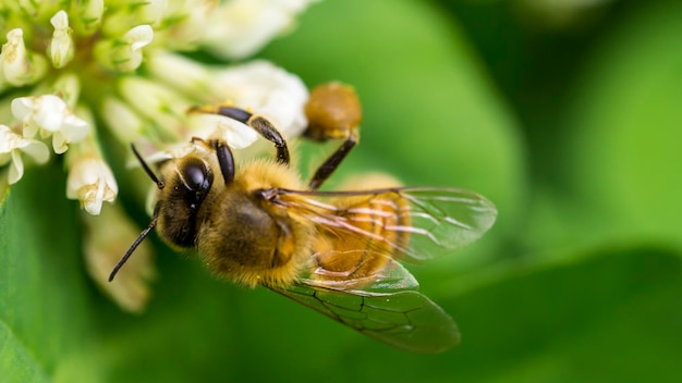 Close-up di un'ape che impollina un fiore