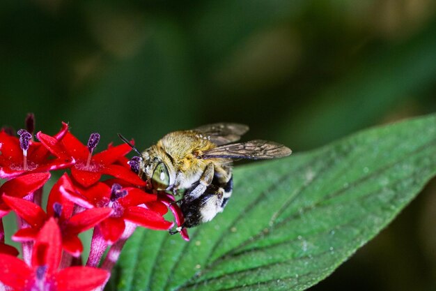 Close-up di un'ape che impollina un fiore