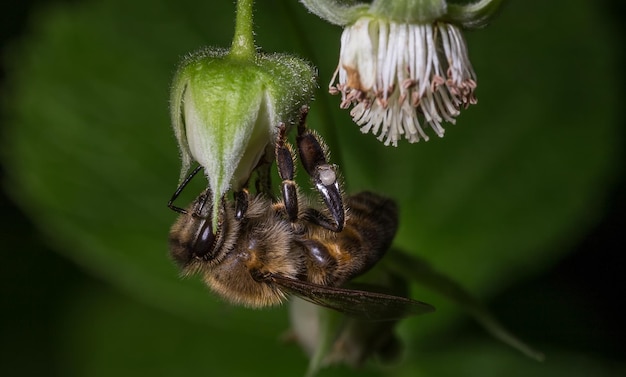 Close-up di un'ape mellifera che impollina un fiore