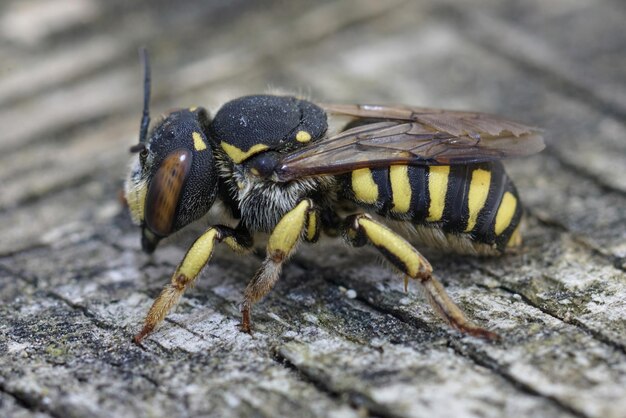 Close-up di un'ape solitaria femminile mediterranea, l'Anthidium florentinum, seduta sul legno